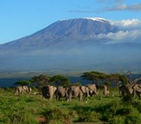 Elephants and Kilimanjaro